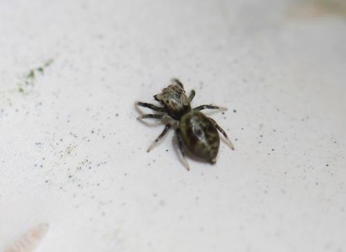 Pseudeuophrys erratica
